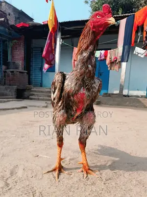আসিল ফাইটার