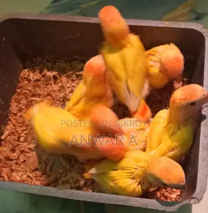 লাভ বার্ড বেবি