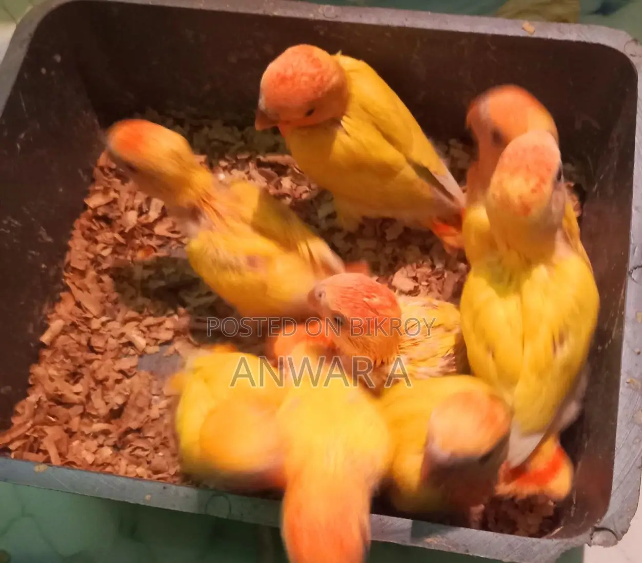 লাভ বার্ড বেবি