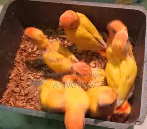Lobe Bird Baby