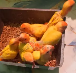 লাভ বার্ড বেবি