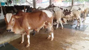 ১০৪৮নং ভালো জাতের ৬টি এড়ে ষাঁড় ।