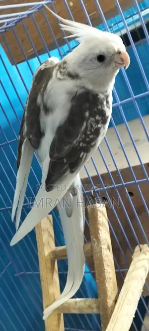 ককাটেল প্রাপ্তবয়স্ক পুরুষ বিক্রয়