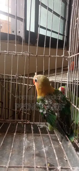 লাভ বার্ড বেবি