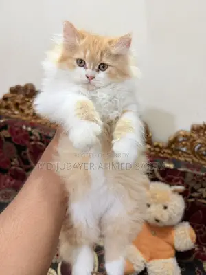 পার্সিয়ান বিড়াল বিক্রয়