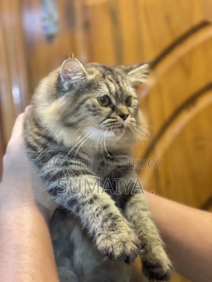 Tabby Breed Cat
