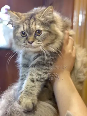 Tabby Breed Cat
