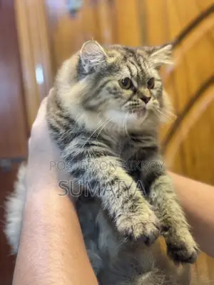 Tabby Breed Cat