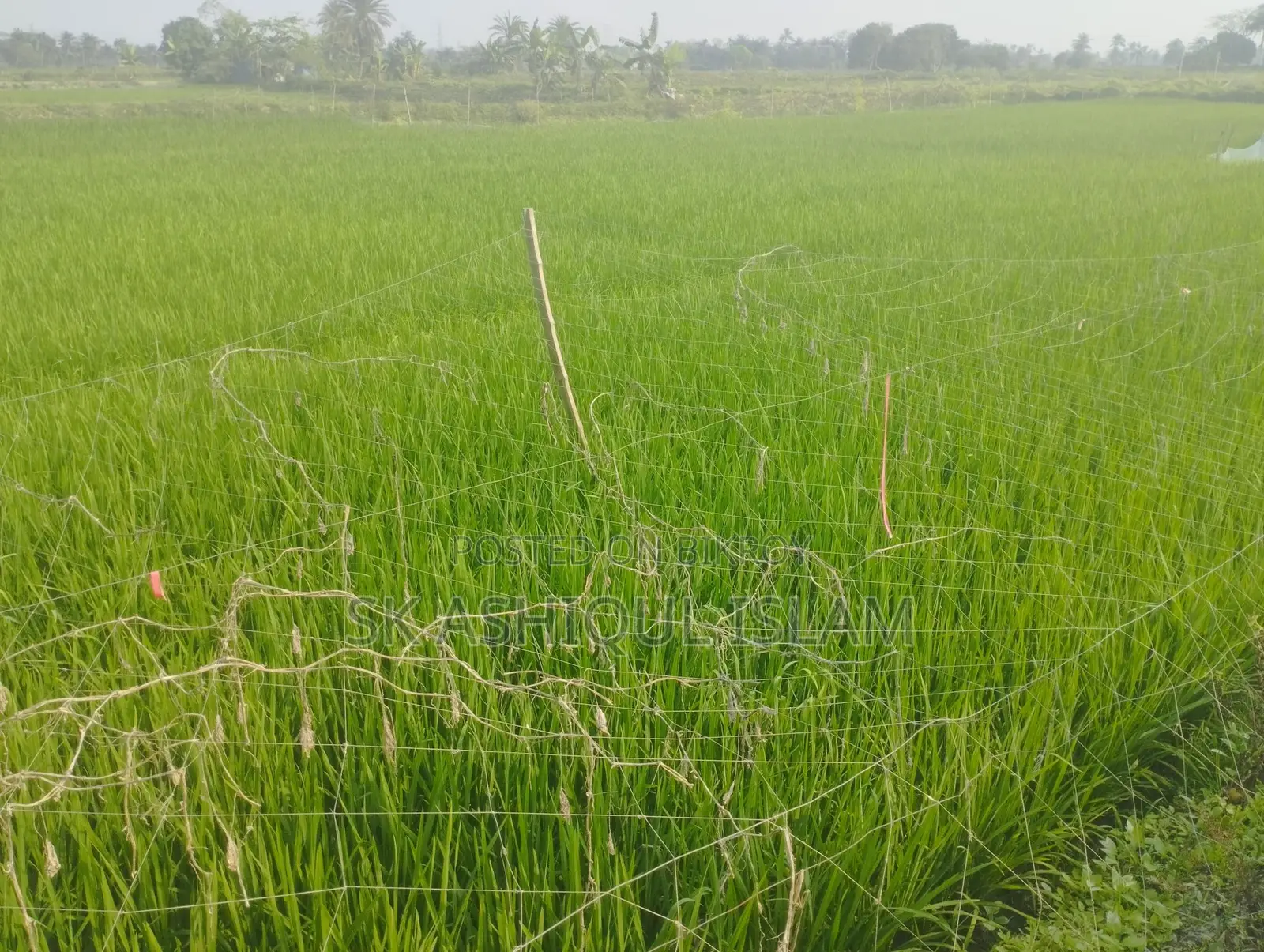 Dispute-free land for sale. Location: Khulna Rajbandh