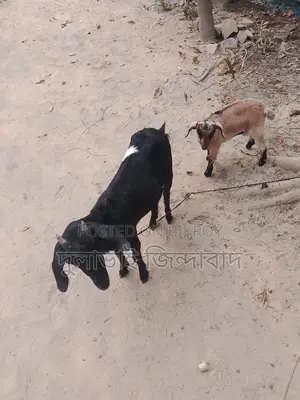 মা মেয়ে ছাগল