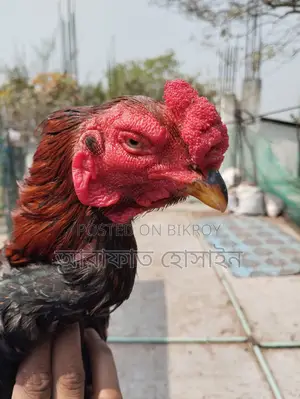 আসলি মোরগ