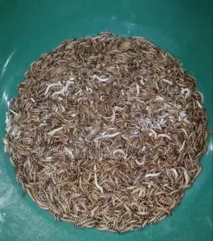 বিটুল পোকা,3 টাকা পিস.....?
