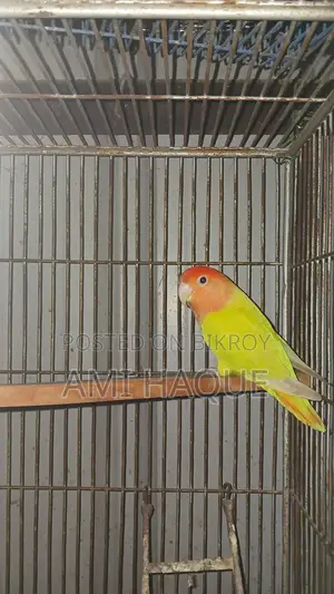 Indian Ringneck, Lovebird, Cockatiel, Budgerigar