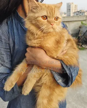 Traditional Persian New Adult Female