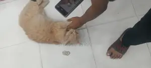 Persian Cate Male
