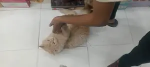 Persian Cate Male