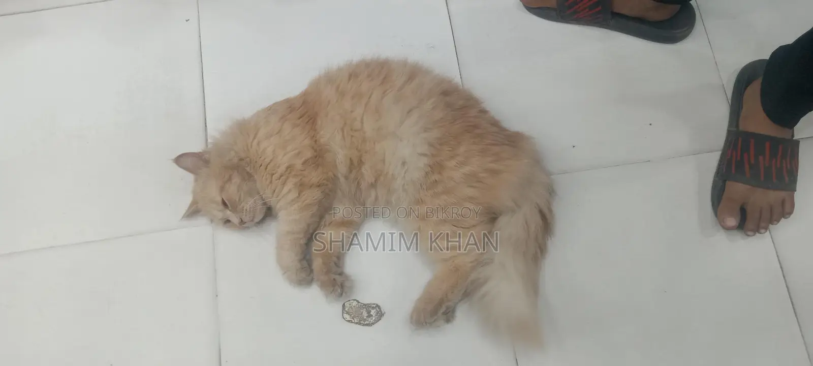 Persian Cate Male