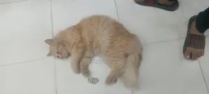 Persian Cate Male