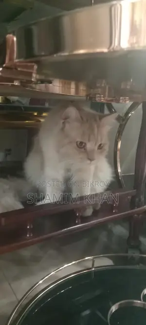 Persian Cate Male
