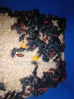 Bitol Poka বিটল পোকা Beetle
