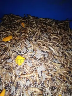 Bitol Poka বিটল পোকা Beetle