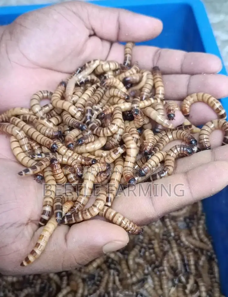 Bitol Poka বিটল পোকা Beetle