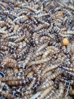 Bitol Poka বিটল পোকা Beetle