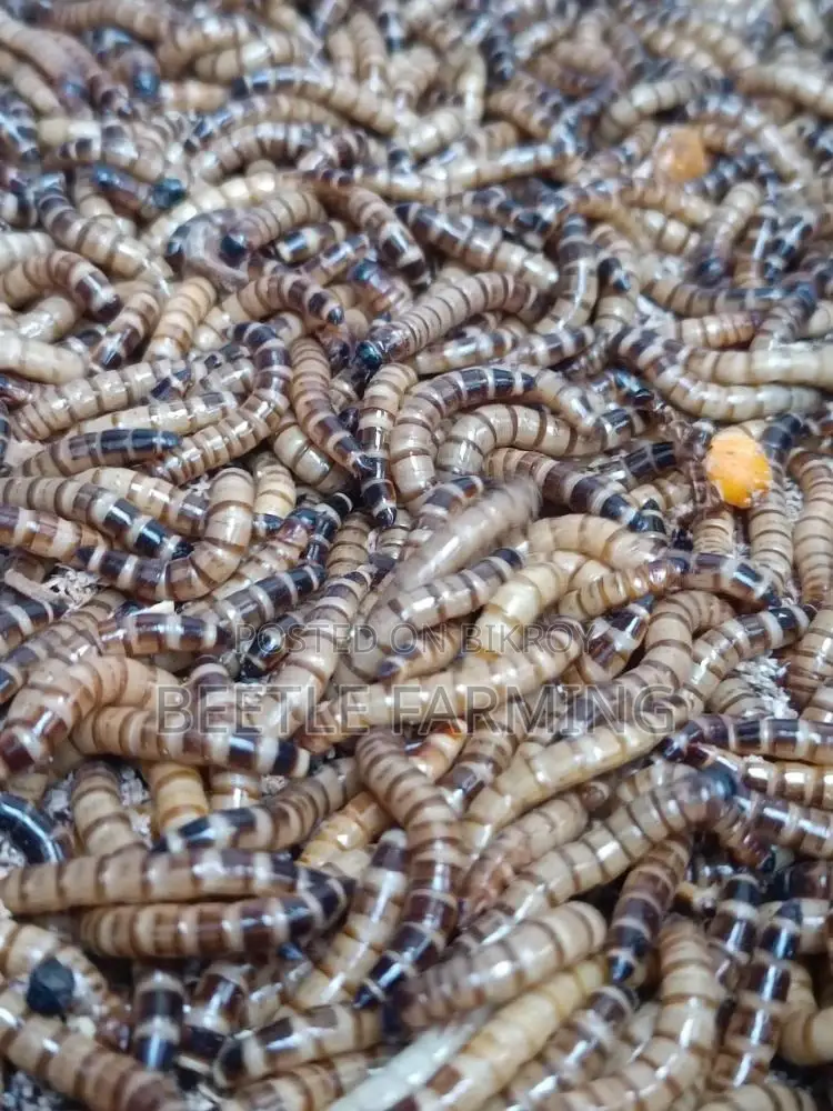 Bitol Poka বিটল পোকা Beetle