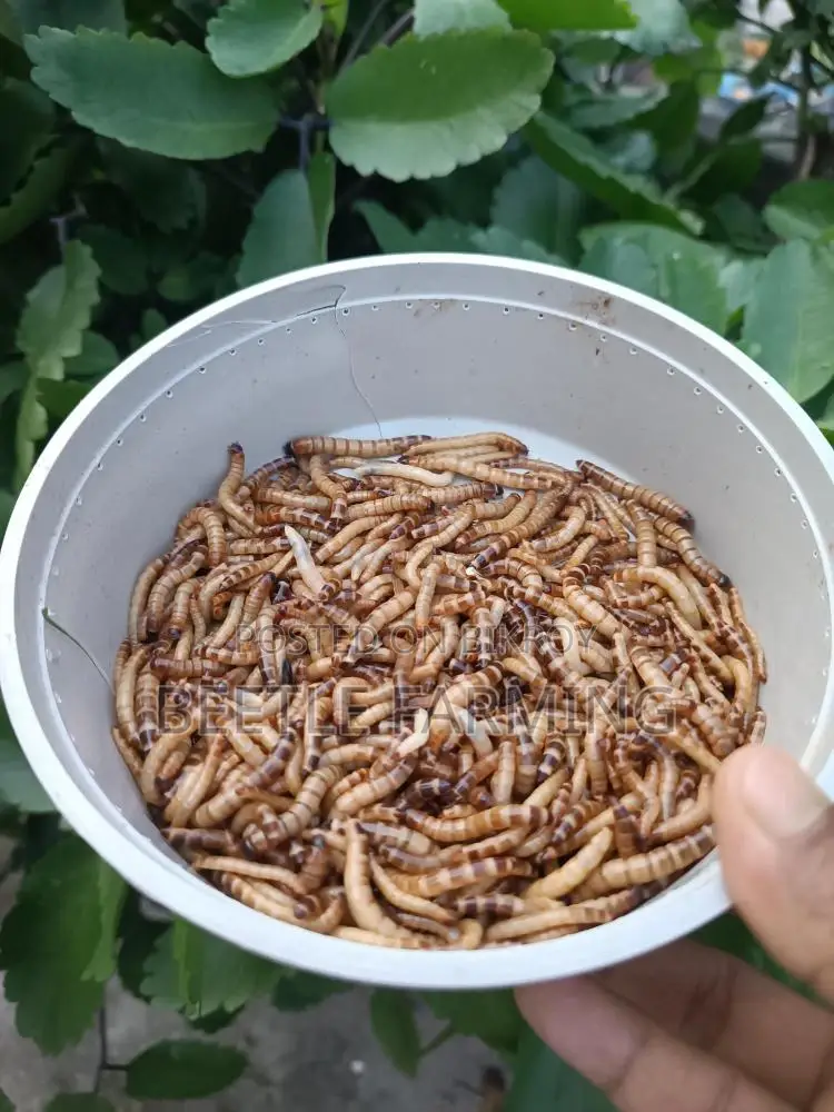 Bitol Poka বিটল পোকা Beetle