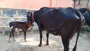 ১০৫৫ নং উন্নত জাতের গাভী গরু বিক্রয় হবে।