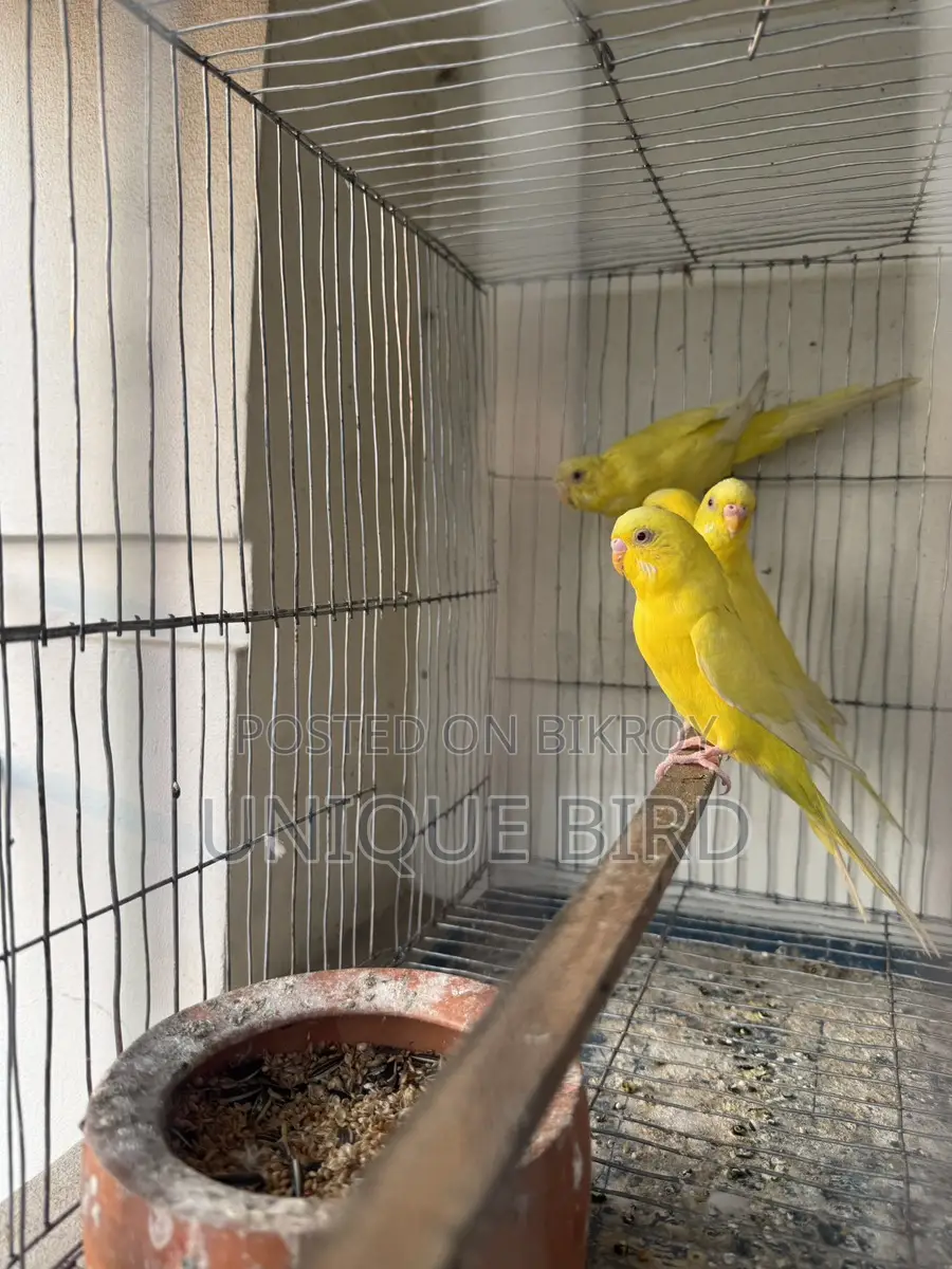 Lutino Pair