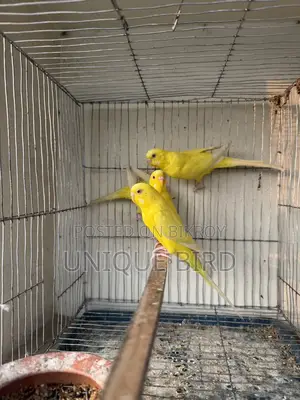 Lutino Pair