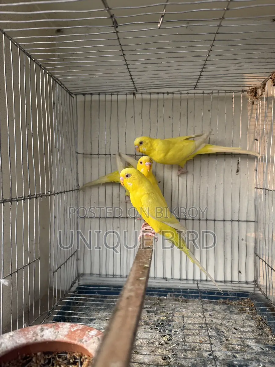 Lutino Pair