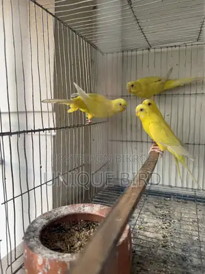 Lutino Pair