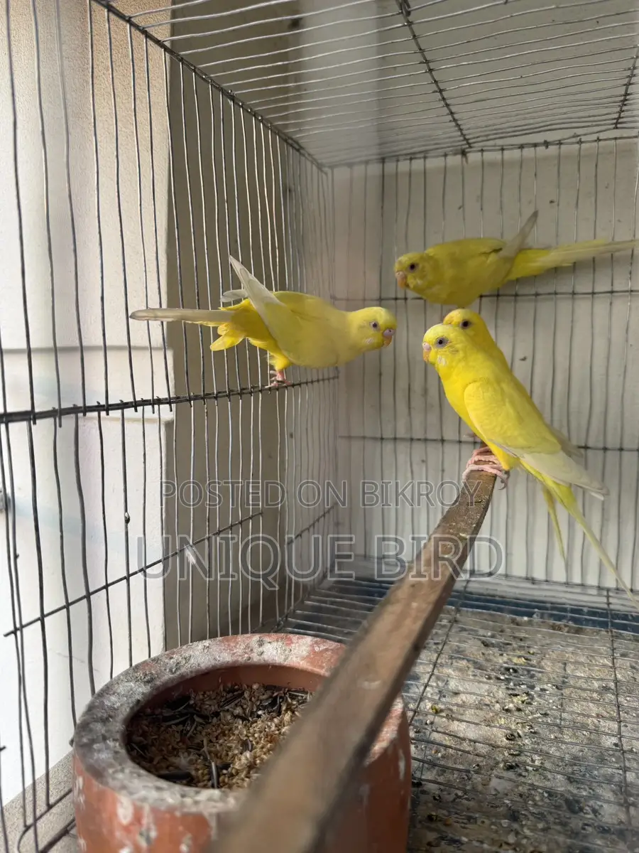 Lutino Pair