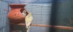 Budgies breeding pair (rainbow bloodline)