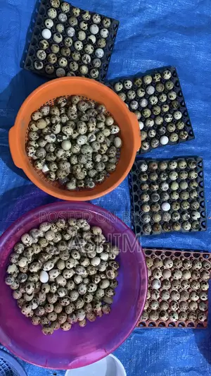 কোয়েল পাখির ডিম
