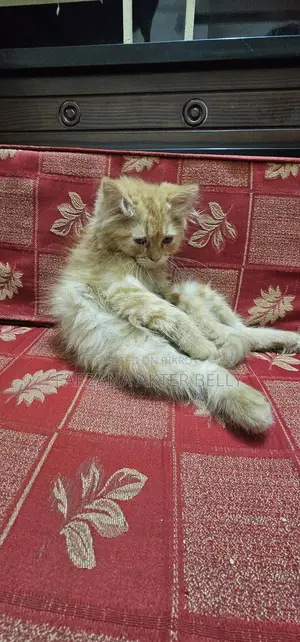 Persian Cat