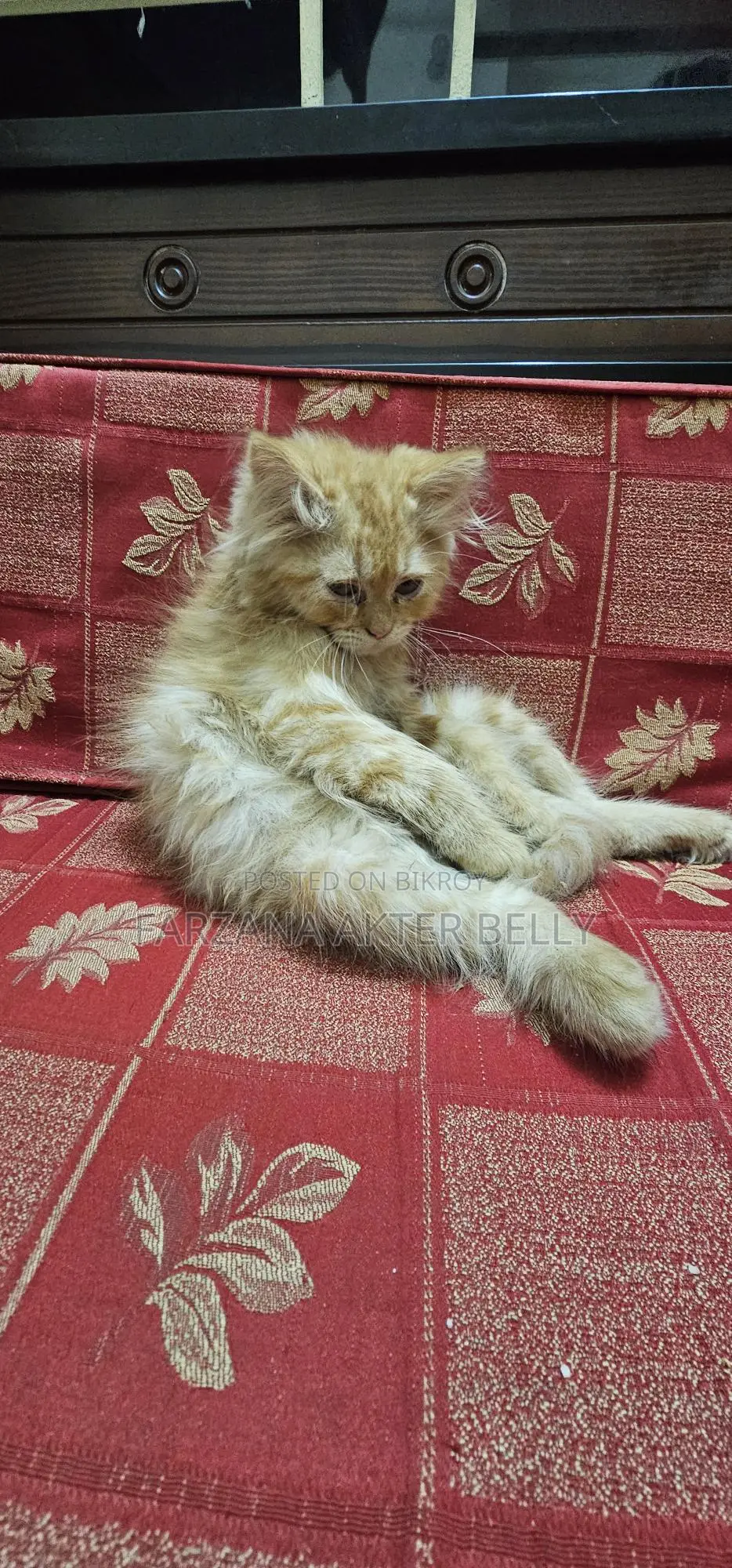 Persian Cat