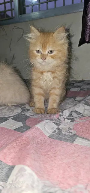 Persian Cat
