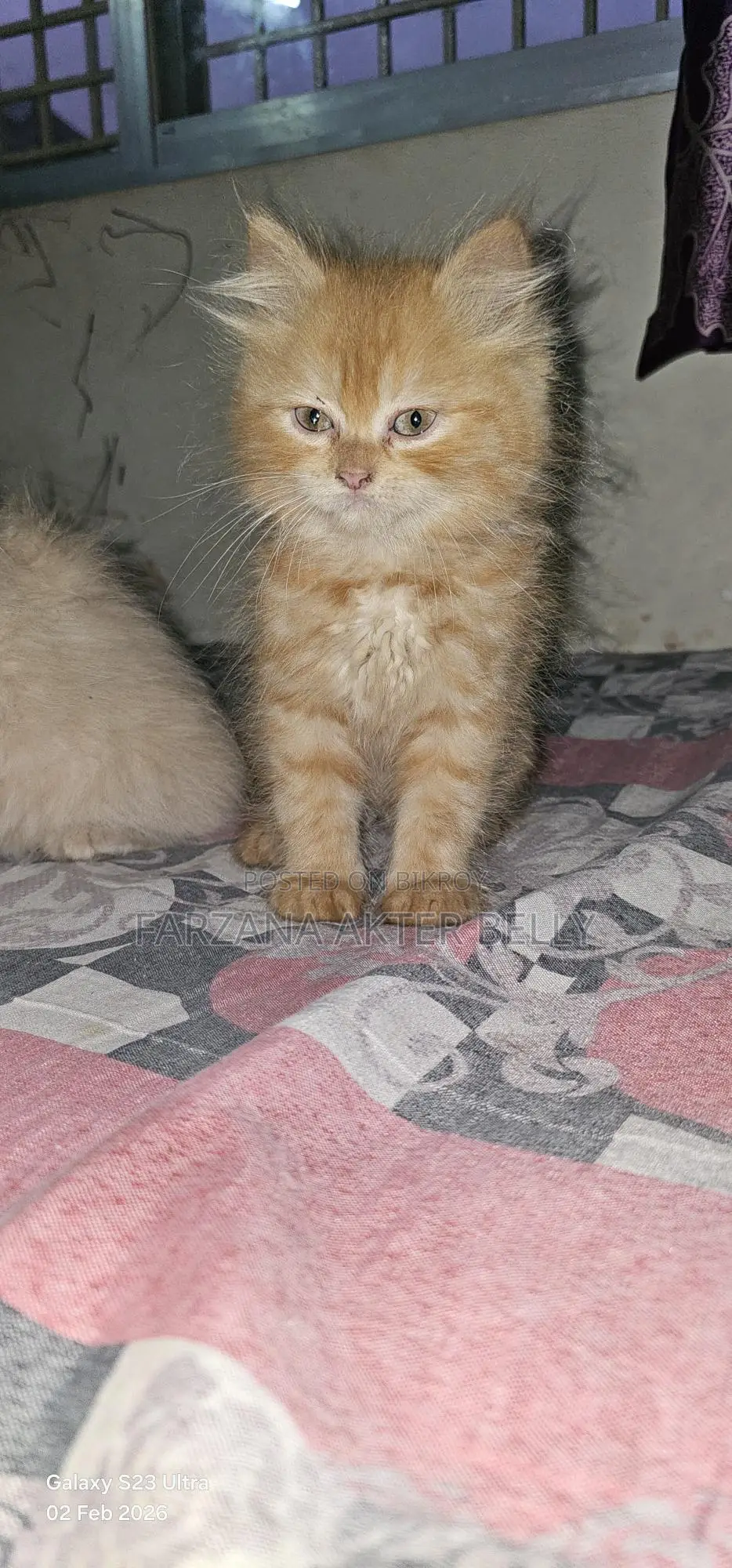 Persian Cat