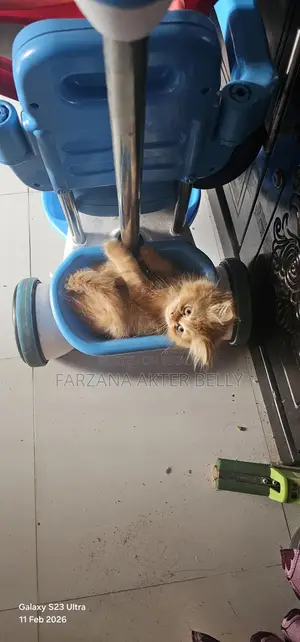 Persian Cat