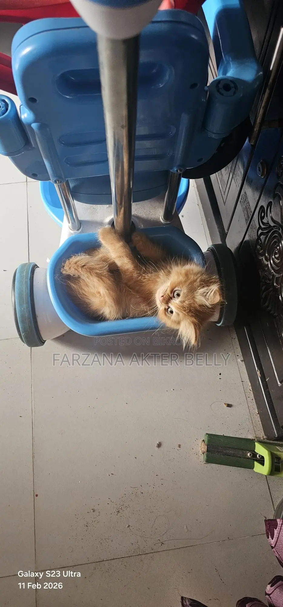 Persian Cat