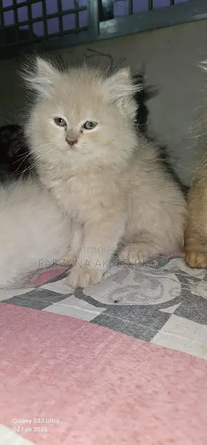 Persian Cat