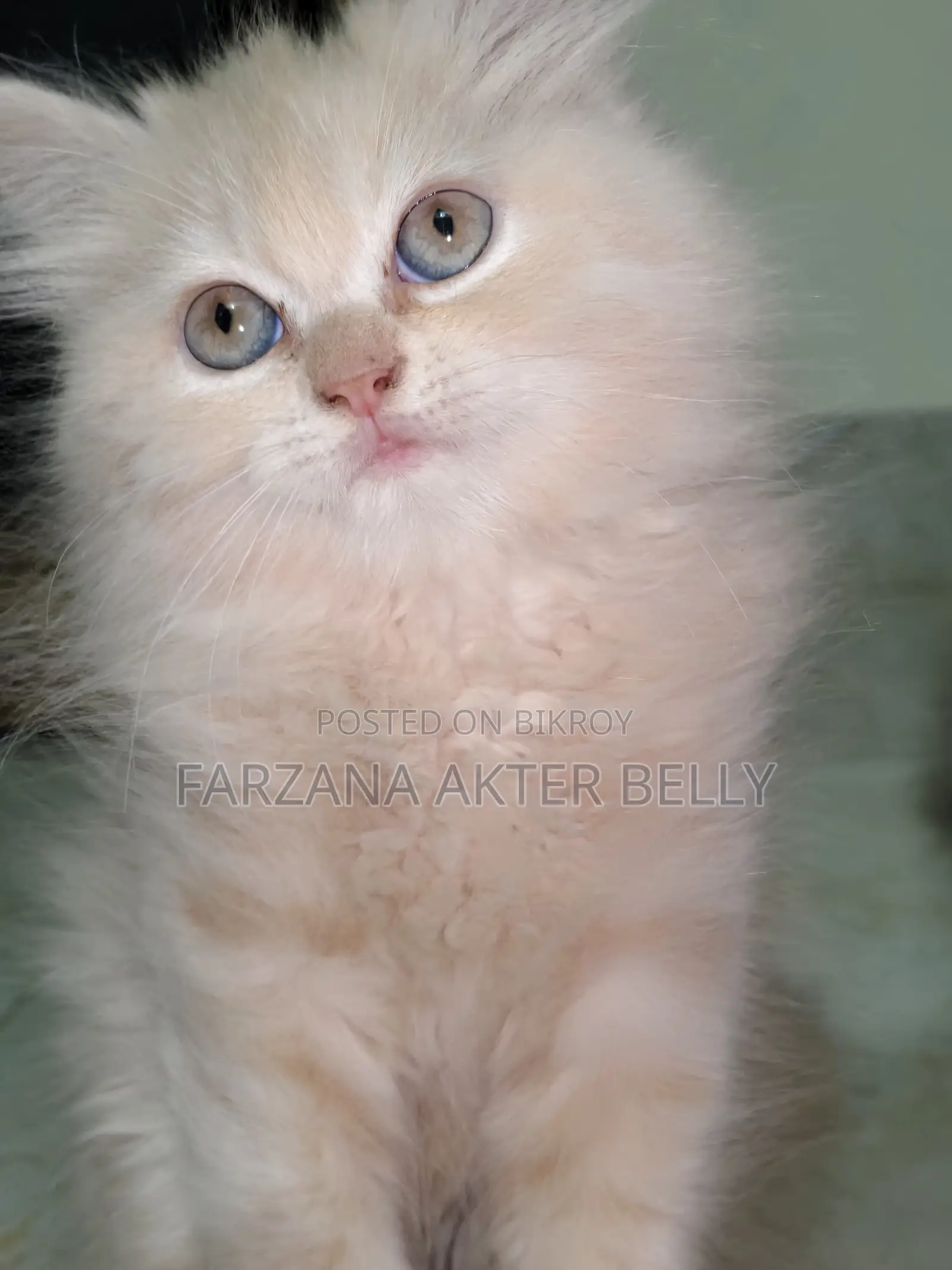 Persian Cat