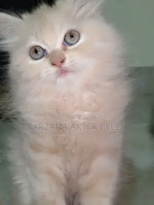 Persian Cat