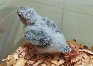 Conure - কনুর
