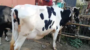 High-Yield Cow for Sale (ID: 1050)