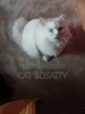 Cat for Sale