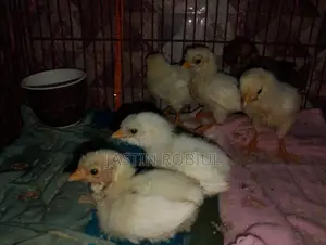 মুরগী